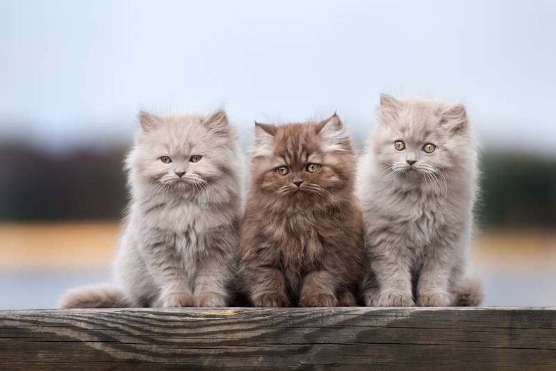 Как отучить котенка кусаться и царапаться