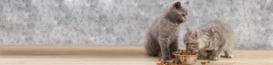 Как часто надо кормить котенка?