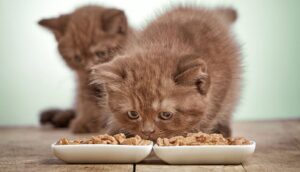 Как часто надо кормить котенка?