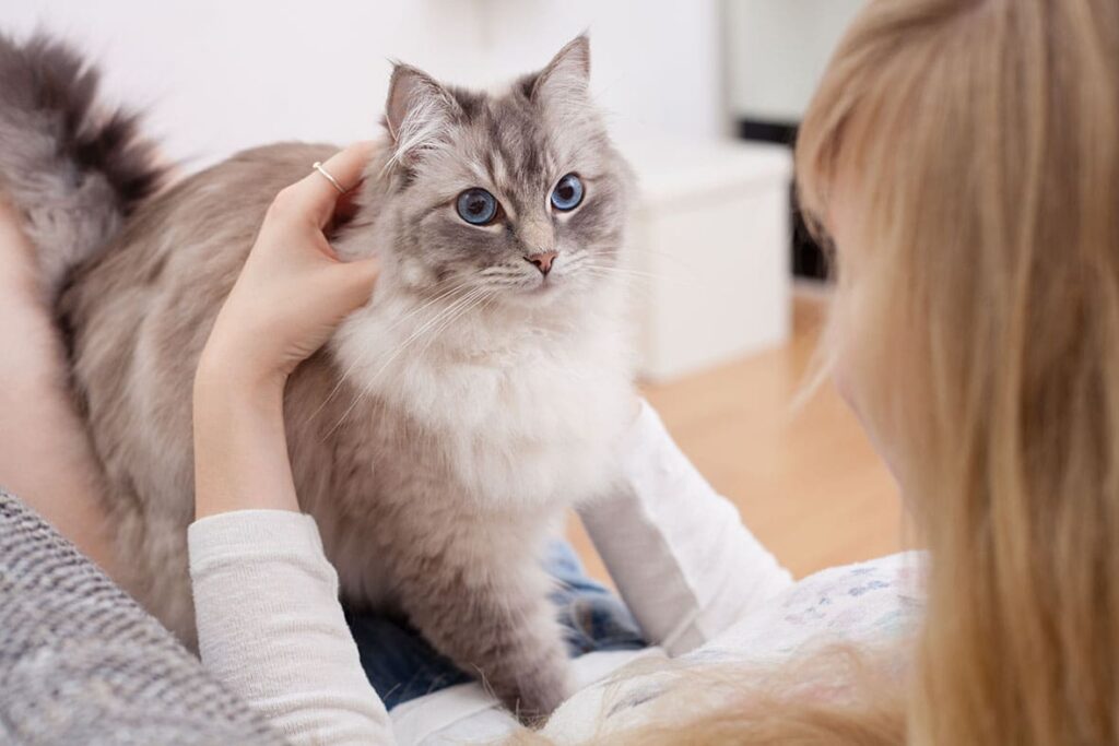 Как играть с котом: полезные советы и идеи для совместного времяпрепровождения