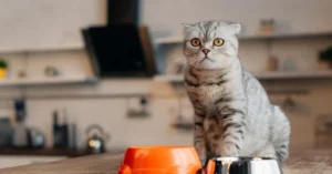 Чем полезен злаковый корм для кошек?