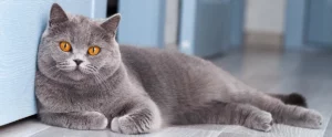 Зачем нужны корма для кошек с клетчаткой? Делаем лучший выбор!