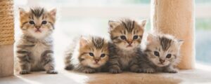 Как воспитать кота: полезные советы для владельцев
