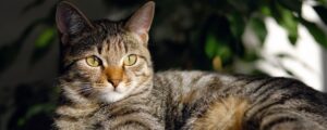 Как воспитать кота: полезные советы для владельцев