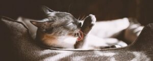 Как играть с котом: полезные советы и идеи для совместного времяпрепровождения