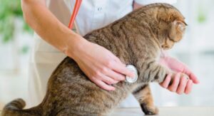 Почему кошки мурчат? Тайны кошачьего языка и их значение