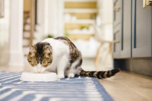 Стоит ли выбрать влажный корм для кошек с курицей?