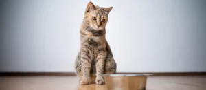 Чем опасно для кошек переедание сухим кормом?