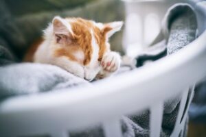 Как подружиться с котом: советы для построения доверительных отношений