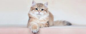 Чем отличаются корма для кошек в супермаркетах от кормов в зоомагазинах?