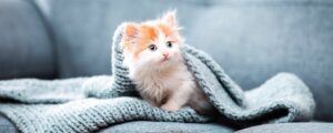 Как отучить котенка кусаться и царапаться