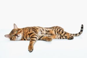 Как играть с котом: полезные советы и идеи для совместного времяпрепровождения