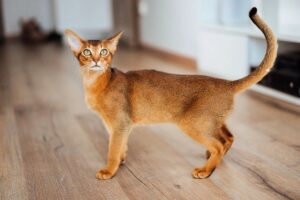 Стоит ли выбирать влажные корма для кошек премиум класса?